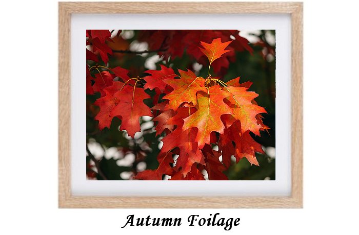 Autumn Foilage